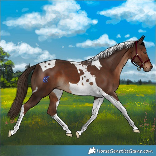 Horse Color:Liver Chestnut Tobiano 