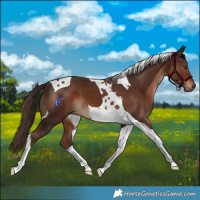 Horse Color:Liver Chestnut Tobiano