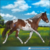 Horse Color:Liver Chestnut Tobiano 
