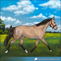 Horse Color:Bay Dun 