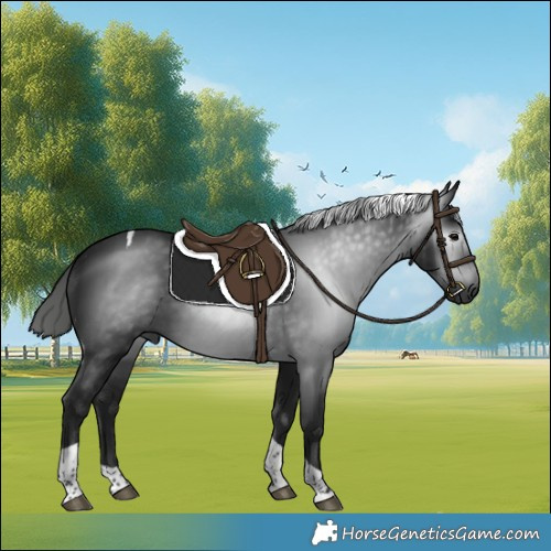 Horse Color:Gray Black Tobiano 