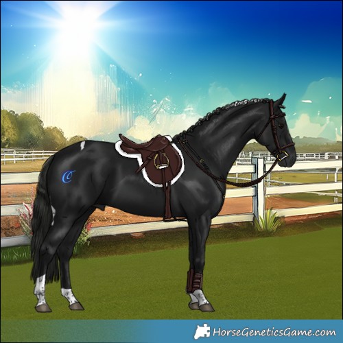 Horse Color:Gray Black Tobiano