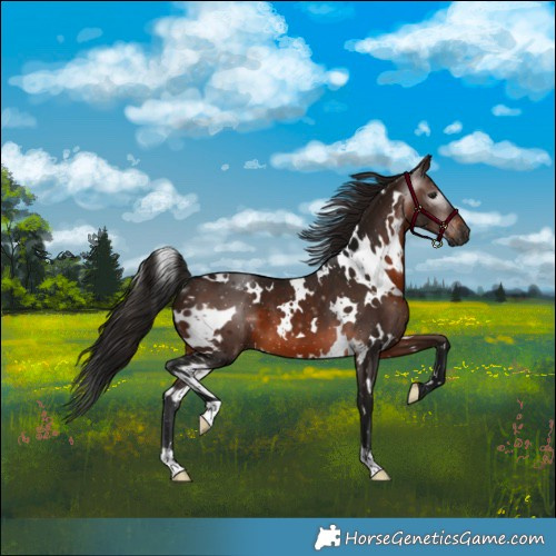 Horse Color:Gray White Spotted Bay