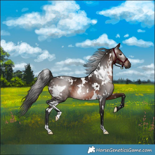 Horse Color:Gray White Spotted Bay 