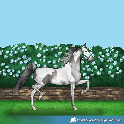 Horse Color:Gray Grullo Splash Tobiano