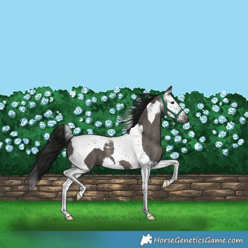 Horse Color:Gray Grullo Splash Tobiano