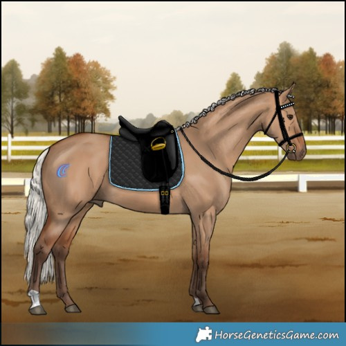 Horse Color:Silver Bay Dun 