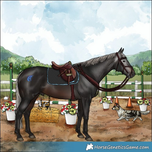 Horse Color:Gray Silver Brown Rabicano 