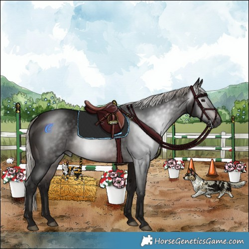 Horse Color:Gray Silver Brown Rabicano