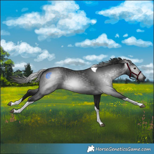 Horse Color:Gray Smoky Black Tobiano 