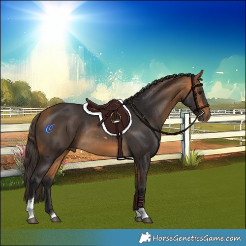 Horse Color:Buckskin Tobiano Rabicano 