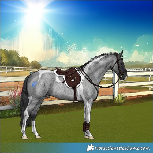 Horse Color:Blue Roan Tobiano Rabicano 