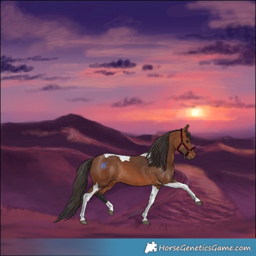 Horse Color:Bay Tobiano Rabicano 