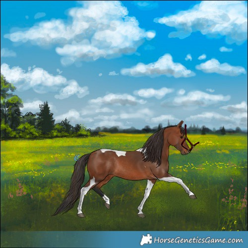 Horse Color:Bay Tobiano Rabicano 
