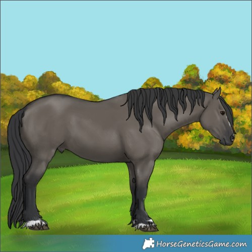 Horse Color:Grullo 