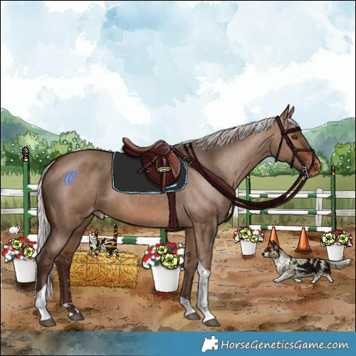 Horse Color:Silver Brown Dun Tobiano Appaloosa Rabicano