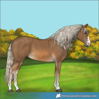 Horse Color:Chocolate Palomino 