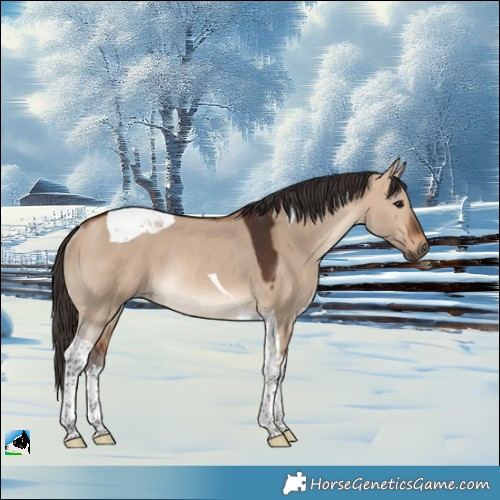 Horse Color:Bay Dun Tobiano Rabicano 