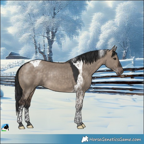 Horse Color:Brown Dun Tobiano Rabicano