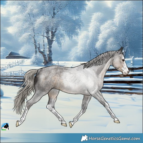 Horse Color:White Spotted Silver Smoky Blue Roan Rabicano