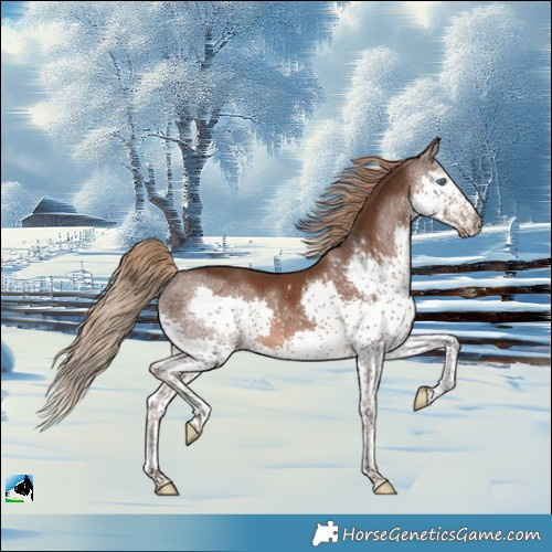 Horse Color:Liver Chestnut Sabino Splash Rabicano