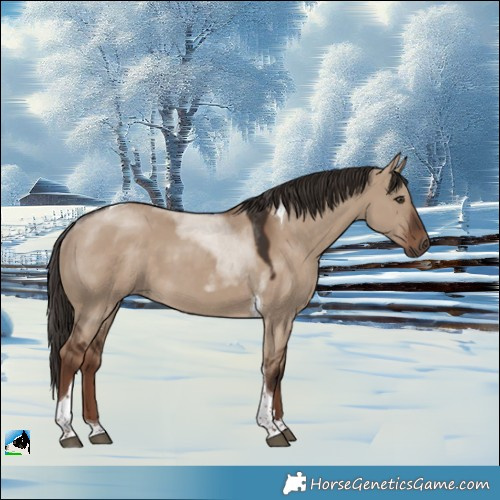 Horse Color:Liver Red Dun Tobiano 