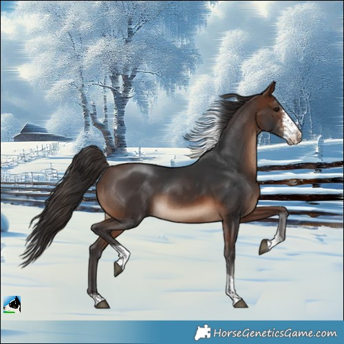 Horse Color:Brown Sabino Tobiano Rabicano