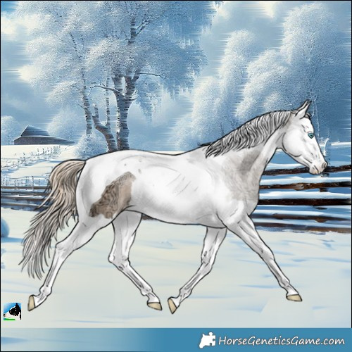 Horse Color:White Spotted Perlino Ice Splash Tobiano Rabicano 