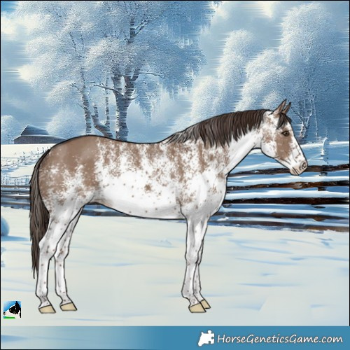 Horse Color:White Spotted Liver Red Dun