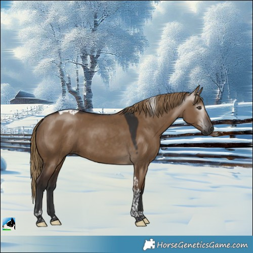Horse Color:Gray Liver Red Dun Tobiano Rabicano 