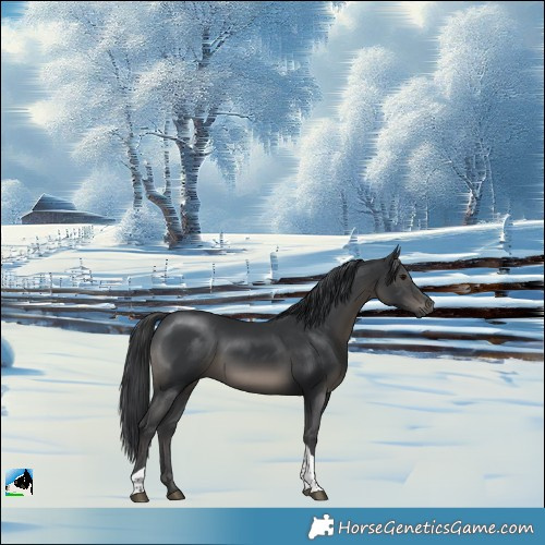 Horse Color:Black Sabino Tobiano