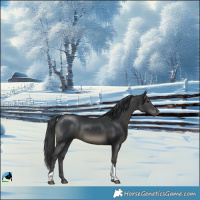 Horse Color:Black Sabino Tobiano 