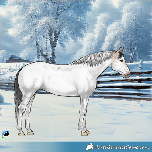 Horse Color:Brown Dun Sabino Splash Tobiano Frame Rabicano