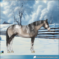 Horse Color:Powder White Blue Onyx Rabicano 