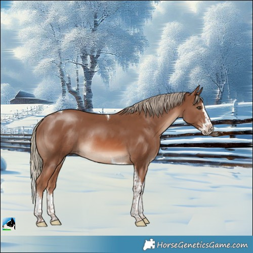 Horse Color:Chestnut Mushroom Splash Tobiano Rabicano 