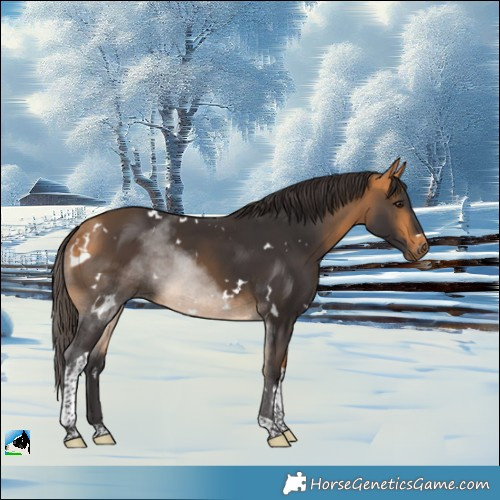 Horse Color:White Spotted Buckskin Tobiano Rabicano