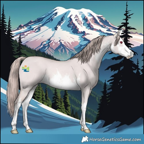 Horse Color:Platinum White Spotted Red Dun Rabicano 