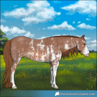 Horse Color:Chestnut Sabino