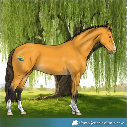 Horse Color:Buckskin 