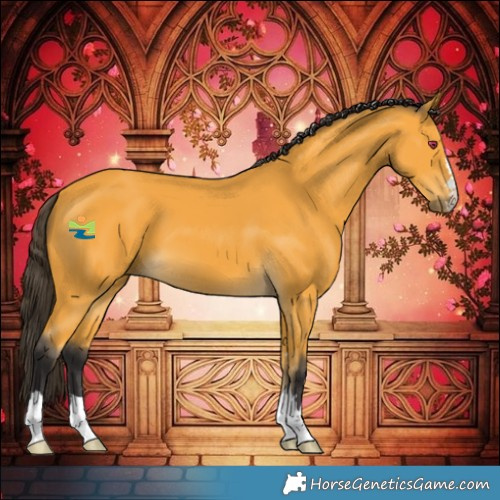 Horse Color:Buckskin 