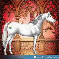 Horse Color:Perlino Appaloosa