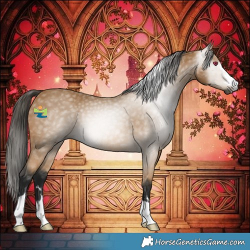 Horse Color:Gray Buckskin 