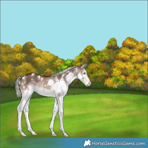 Horse Color:White Spotted Silver Brown Dun Splash 