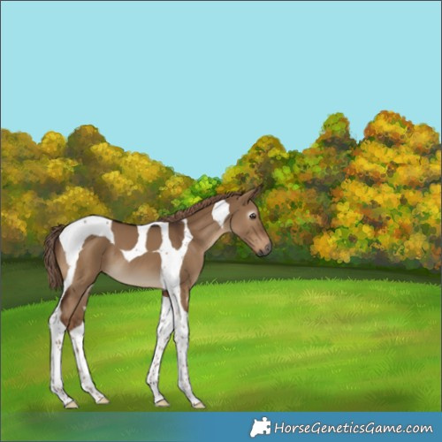 Horse Color:Gray Liver Red Dun Tobiano 