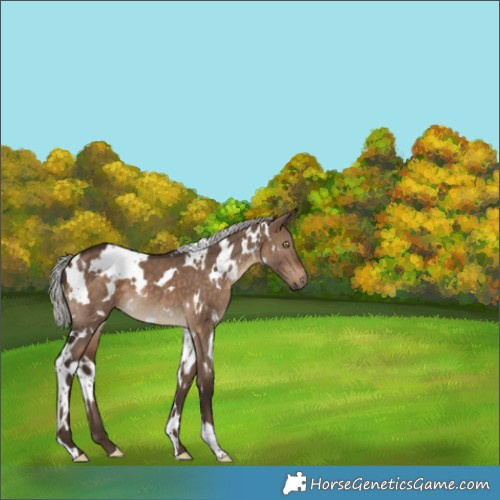 Horse Color:White Spotted Silver Brown Dun 