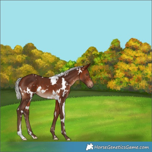 Horse Color:White Spotted Silver Bay 