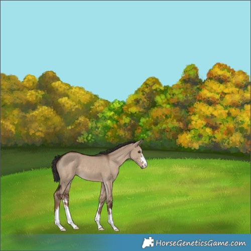 Horse Color:Liver Red Dun 