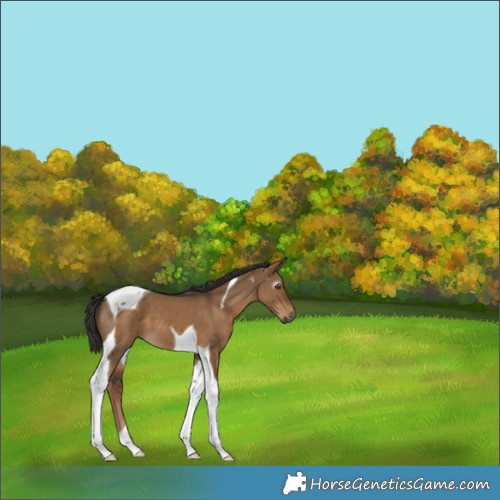 Horse Color:Gray Liver Red Dun Tobiano 