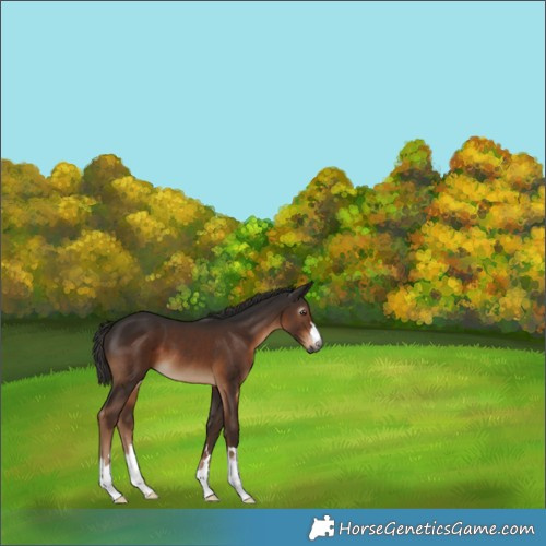 Horse Color:Gray Liver Chestnut 