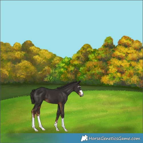 Horse Color:Gray Liver Chestnut 